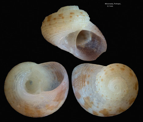 Leptothyra spec. 6 -  Micronesia, Pohnpei, Petang Pass, 11 m 2016