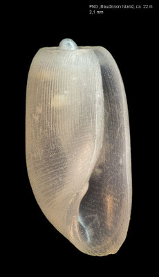 Retusa spec. 6 - Papua New Guinea, New Ireland, Baudisson Island, ca. 22 m 12/2012