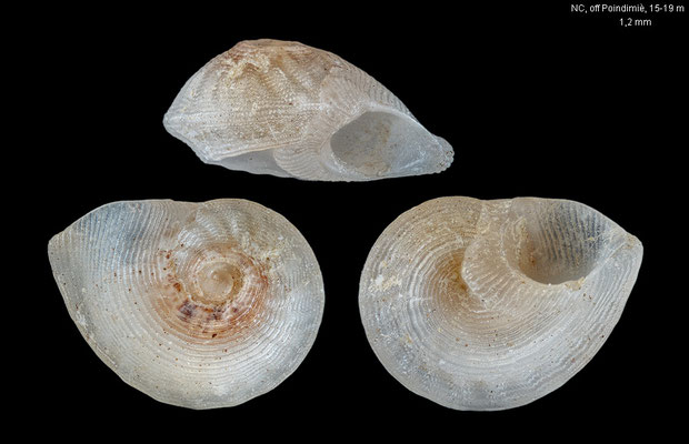Anticlimax juanae - New Caledonia, off Poindimiè, 15-19 m 11/2019