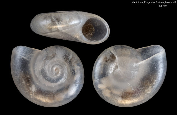 Teinostoma cf. minusculum - Martinique, Plage des Salines, beachdrift 9/2025