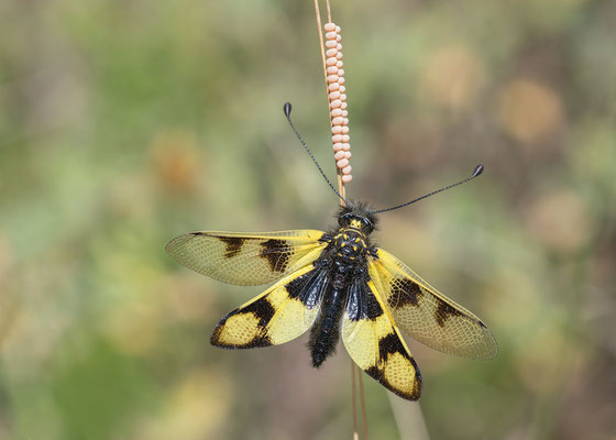 Libelloides macaronius -  Kroatien, Cres, Martinscica 6/2017 (Östlicher Schmetterlingshaft)