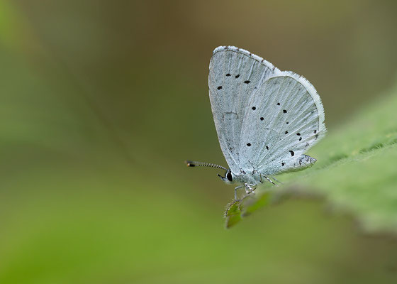 Celastrina argiolus - Zornheim, Garten 7/2015 (Faulbaumbläuling)
