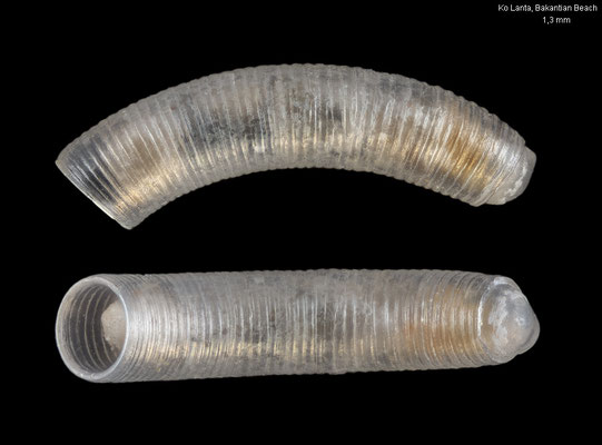 Caecum spec. 13 - Thailand, Andaman Sea, Ko Lanta, Bakantiang Beach 7/2016
