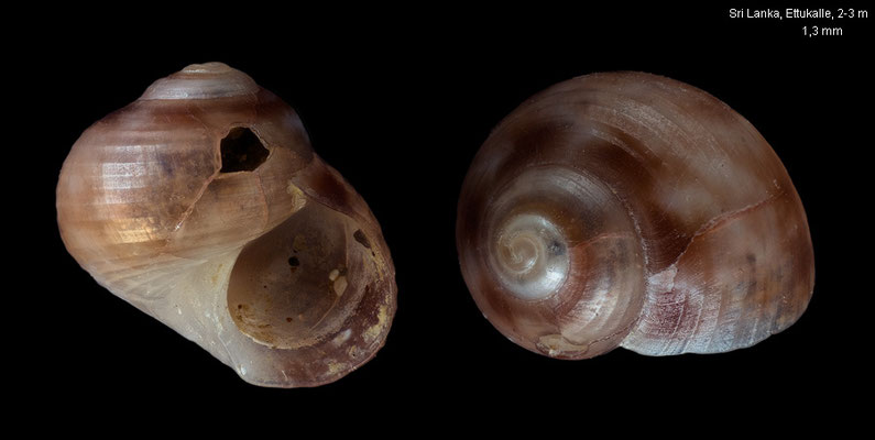 Collonista spec. 9 - Sri Lanka, Ettukalle, 2-3 m 3/1998