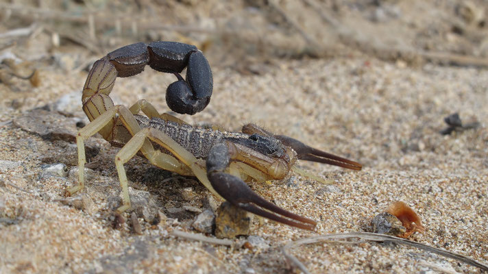Hottentotta jayakari - VAE, Dibba 2/2014 (Fam. Buthidae)