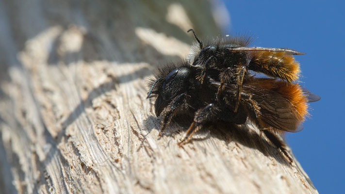 Osmia cornuta - Zornheim, Garten 3/2017 (Gehörnte Mauerbiene)