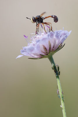 Physocephala cf. chrysorrhoea - Kroatien, Cres, Martinscica 6/2017 (Fam. Dickkopffliegen)
