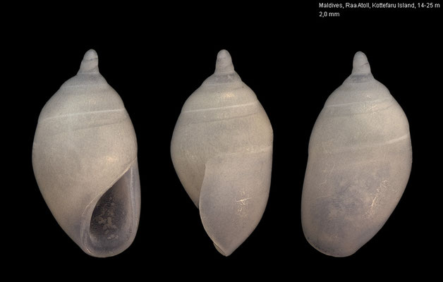 Stilapex spec. 1 -  Maldives, Raa Atoll, Kottefaru Island, ca. 18 m 10/2014