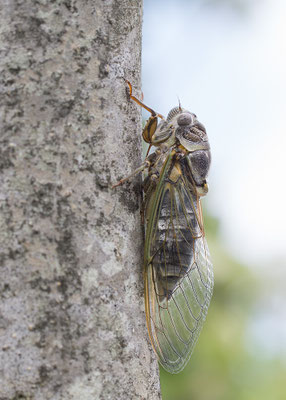 Tettigetta pygmaea - Kroatien, Losinj 6/2014 (Fam. Singzikaden)