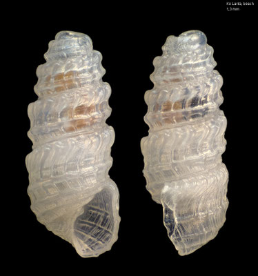 Miralda pretiosa - Thailand, Ko Lanta, Bakantian Beach 2016