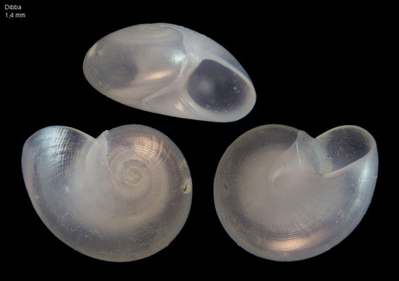 Teinostoma spec. 1 - UAE, Dibba, beach 2/2014