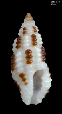 Pseudodaphnella dichroma - UAE, Dibba, beach 2/2014 