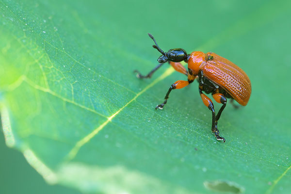 Apoderus coryli - Richen, Amorbach 7/2016 (Haselblattroller)