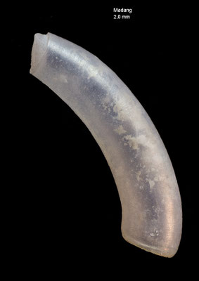 Caecum spec. 6 - Papua New Guinea, Madang 7-8 m 2012