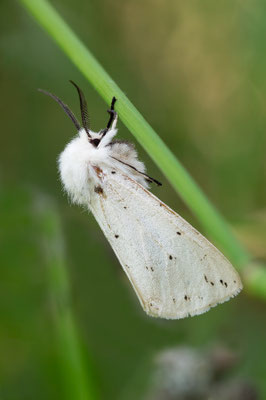 Spilosoma lubricipeda - Österreich, St. Niklas an der Drau, Drau-Ufer 5/2017 (Breitflügeliger Fleckleibbär)