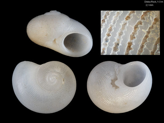 Leucorhynchia spec. 10 - UAE, Dibba, Dibba Rock, 1-3 m 2/2014 