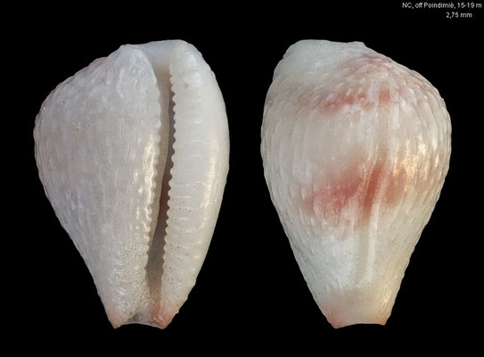 Eratoena moolenbeeki - New Caledonia, off Poindimiè, 15-19 m 11/2019 