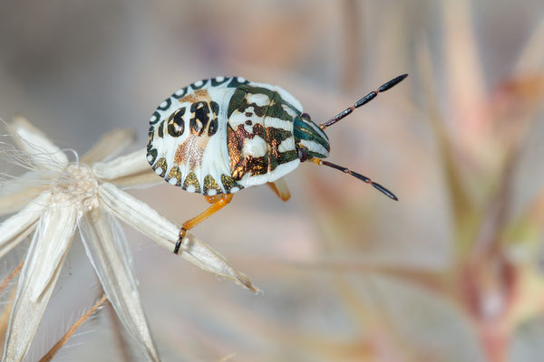Carpocoris purpureipennis - Kroatien, Cres, Martinscica, Camp Slatina 6/2017 (Larve nördl. Fruchtwanze)