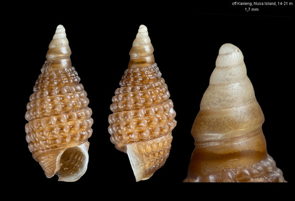 Joculator inflatus - Papua New Guinea, New Ireland, off Kavieng, Nusa Island, 14-21 m 12/2012