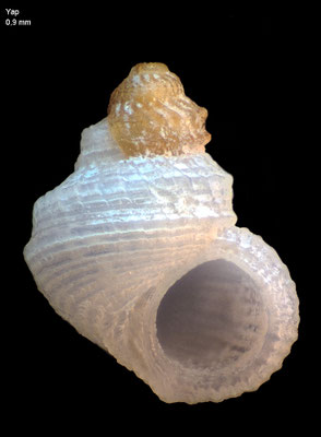 Lophocochlias procerus - Micronesia, Yap 2016 