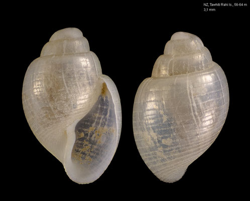 Maxacteon cf. hancocki - New Zealand, Poor Knights Islands, 56-64 m 9/2001