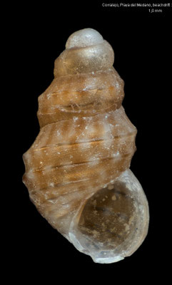 Crisilla basteriae - Fuerteventura, Corralejo, Playa del Medano, beachdrift 11/2010