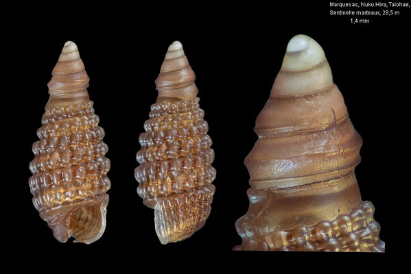 F.P., Marquesas, Nuku Hiva, Taiohae,  Sentinelle marteaux, 28,5 m 11/2023