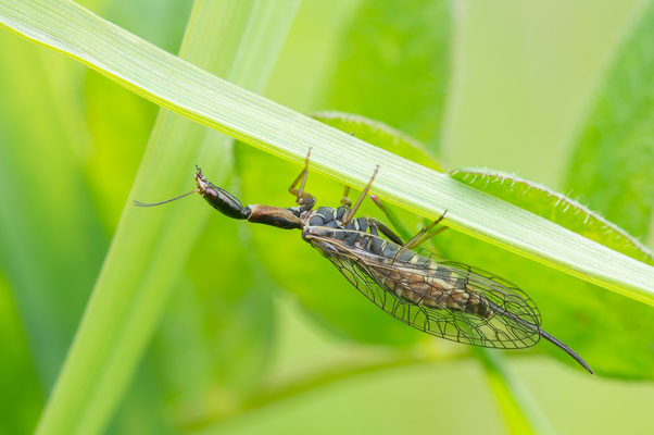 Phaeostigma notata ♀ - Zornheim, Garten 5/2019 (Gefleckte Kamelhalsfliege)