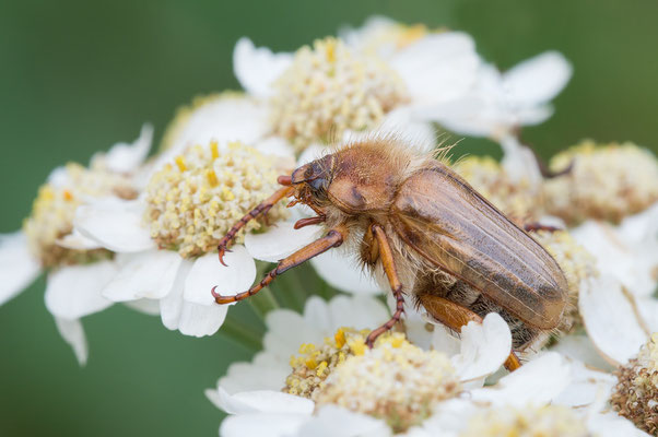 Amphimallon solstitiale - Zornheim, Garten 7/2017 (Gerippter Brachkäfer, "Junikäfer")