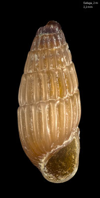 Herviera gliriella - Egypt, Safaga, 2 m 12/2013