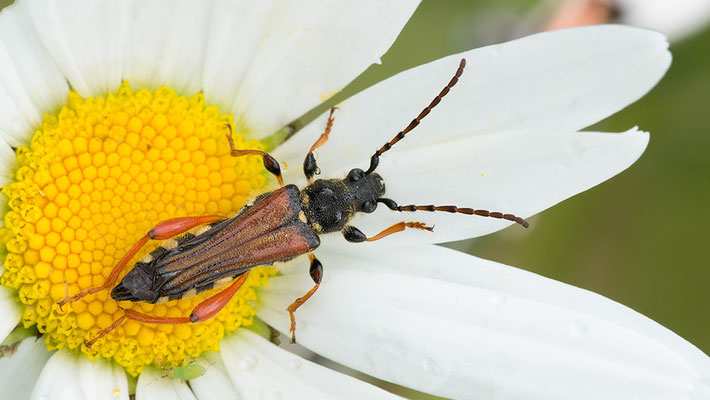 Stenopterus rufus - Zornheim, Garten 6/2016 (Spitzdeckenbock)