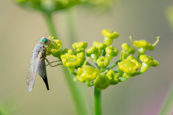 Acanthiophilus helianthi - Zornheim, Garten, an Pastinak 7/2021 (Fam. Bohrfliegen)
