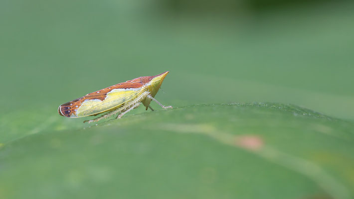 Platymetopius major - Mainz, Düne, Eiche  7/2015 (Große Schönzirpe)