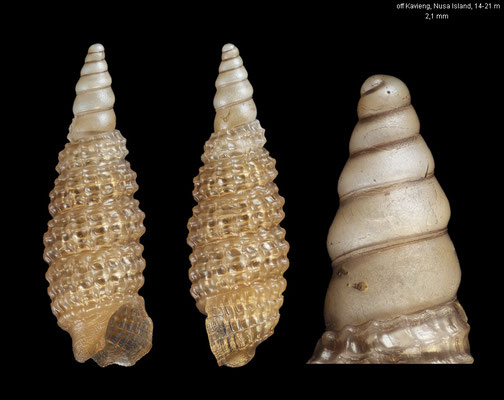 Joculator minimului - Papua New Guinea,  off Kavieng, Nusa Island, 14-21 m 12/2012