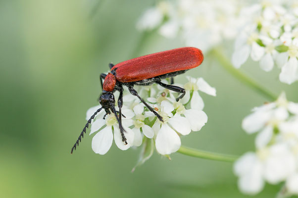 Pyrochroa coccinea - Zornheim, Flügelsbach 4/2014 (Scharlachroter Feuerkäfer)