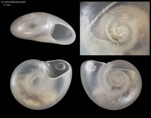 Teinostoma spec. 3 - Thailand, Andaman Sea, Ko Lanta, Bakantian Beach 7/2016