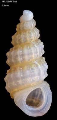Merelina taupoensis - New Zealand, Spirits Bay 2011