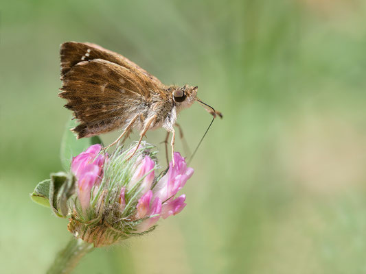 Carcharodus alceae - Kroatien, Cres, Martinscica 6/2017 (Malven-Dickkopffalter)