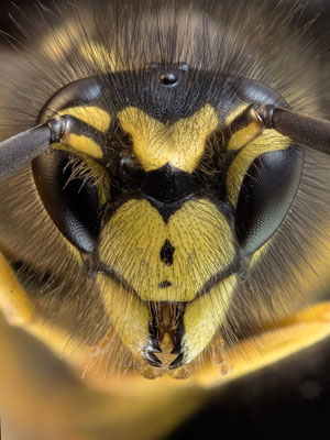 Dolichovespula media - Zornheim, Garten, im Haus verstorben 10/2022 (Mittlere Wespe)