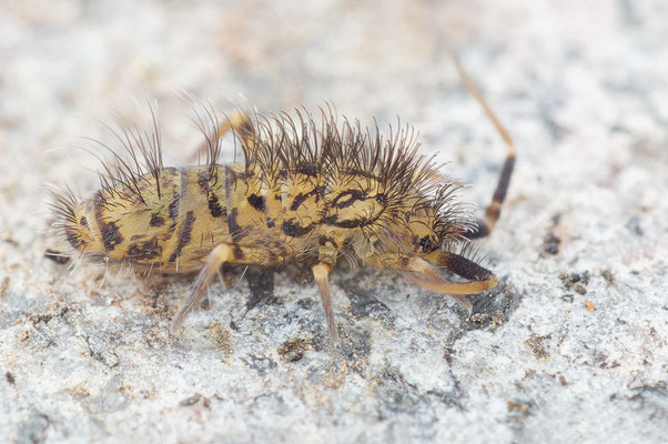 Orchesella villosa - Zornheim, Garten 3/2020 (Fam. Springschwänze)