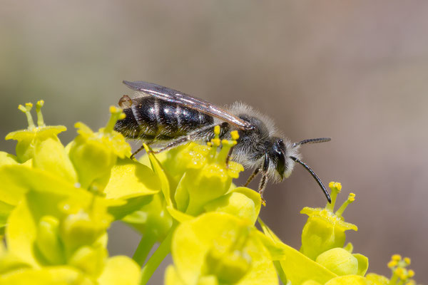 Andrena barbilabris - Mainz, Düne, an Wolfsmilch 4/2021 (Bärtige Sandbiene)