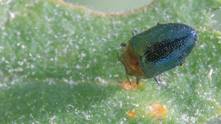 Trachys troglodytiformis - Narbonne-Plage, Massif de la Clape 5/2016 (Goldhalsiger Klein-Prachtkäfer)