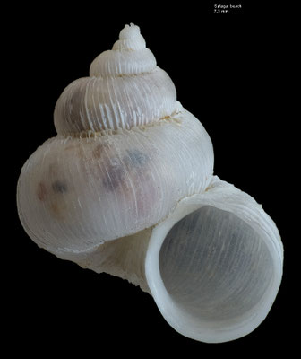 Epitonium macromphalus - Egypt, Safaga, beach 12/2013