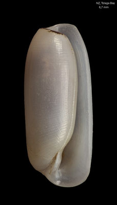Cylichna thetidis - New Zealand, Tolaga Bay (Cylichnidae)