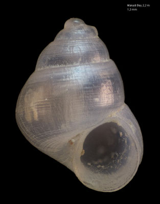 Voorwindia tiberiana - Egypt, Makadi Bay, 2,2 m 12/2013