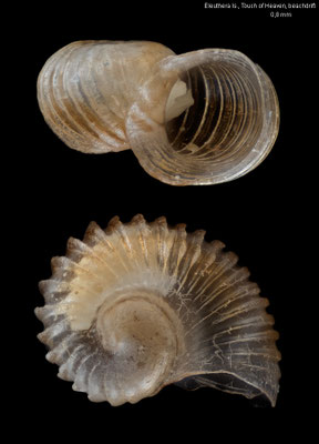 Hummelinckiella borinquensis - Bahamas, Eleuthera Is., Touch of Heaven, beachdrift 4/2022 (Siliquariidae) juvenil