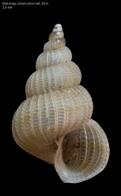 Epitonium tomlini - Philippines, Balicasag 1/2013