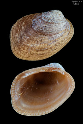 Lissarca miliaris - Antarctica, South Georgia, Signy Island, - 8 m 1991/1992 (Philobryidae)