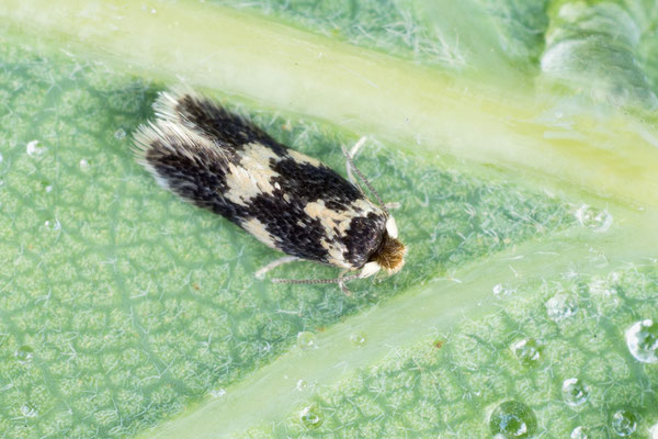 Ectoedemia subbimaculella - Mainz, Düne, an Eiche 6/2020 (Fam. Zwergminiermotte)