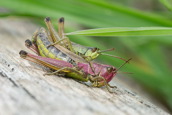 Pseudochorthippus parallelus - Ober-Olmer Wald, Wegrand 9/2021 (Gemeine Grashüpfer)